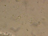 Cerinomyces crustulinus image