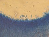 Cerinomyces crustulinus image