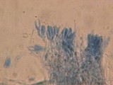 Cerinomyces crustulinus image