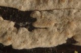 Aleurodiscus macrocystidiatus image