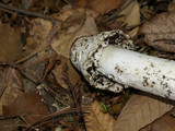 Amanita vernicoccora image
