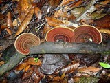 Hexagonia variegata image