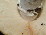 Amanita vernicoccora image