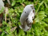 Sphaeronaemella helvellae image