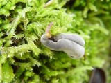 Sphaeronaemella helvellae image