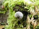 Sphaeronaemella helvellae image
