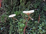 Lichenomphalia umbellifera image