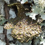 Pseudocyphellaria crocata image