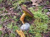 Phylloporus rhodoxanthus image