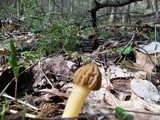 Morchella punctipes image