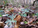 Morchella punctipes image