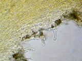 Lachnum pygmaeum image
