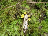 Lachnum pygmaeum image
