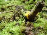 Lachnum pygmaeum image