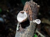 Auricularia nigricans image