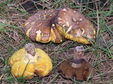 Suillus luteus image