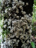 Hydnopolyporus palmatus image