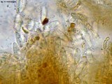 Cudoniella tenuispora image