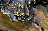 Sphaerosporium lignatile image
