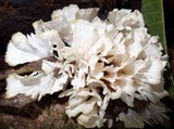 Hydnopolyporus fimbriatus image