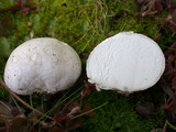 Bovista plumbea image