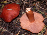 Lactarius luculentus image