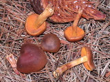 Cortinarius cinnamomeus image