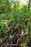 Entoloma panniculus image