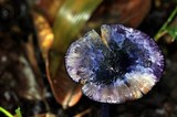 Entoloma panniculus image