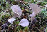 Arrhenia spathulata image