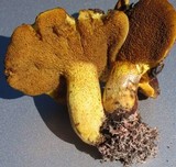 Suillus collinitus image
