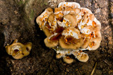 Ryvardenia campyla image