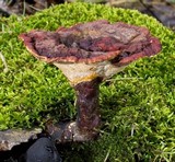 Ganoderma sessile image