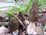 Morchella importuna image