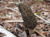 Morchella importuna image