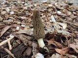 Morchella importuna image