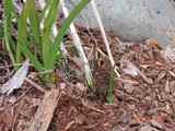 Morchella importuna image