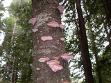 Fomitopsis cajanderi image