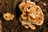 Ryvardenia campyla image