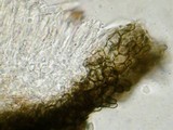 Pyrenopeziza pulveracea image