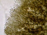 Pyrenopeziza pulveracea image