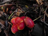 Hygrocybe miniata image