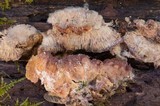 Merulius tremellosus image