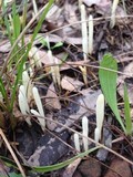 Clavaria acuta image