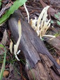 Clavaria acuta image