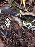 Clavaria acuta image