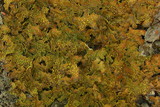 Pseudocyphellaria crocata image