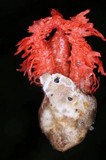 Laternea pusilla image