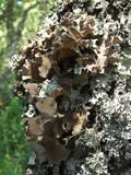 Pseudocyphellaria hirsuta image