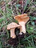 Lactarius mairei image
